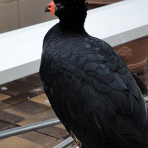 Wetlands - Wattled Curassow