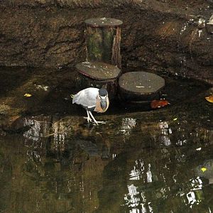 Wetlands - Boat-billed Heron