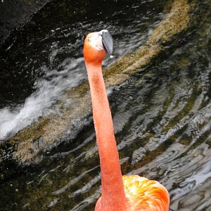 Wetlands - American Flamingo