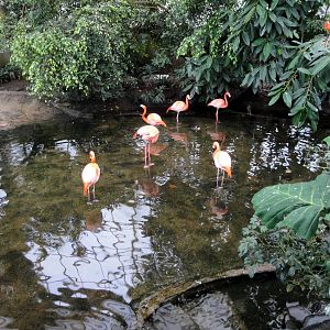 Wetlands - American Flamingos