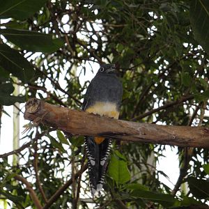 Wetlands - White-tailed Trogon