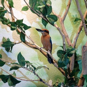 Micronesian Kingfisher