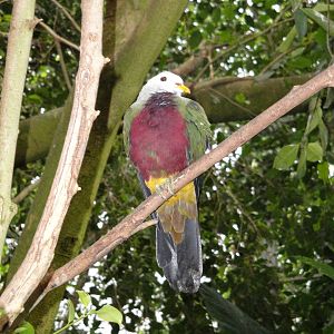 Tropical Rainforest - Wompoo Fruit Dove