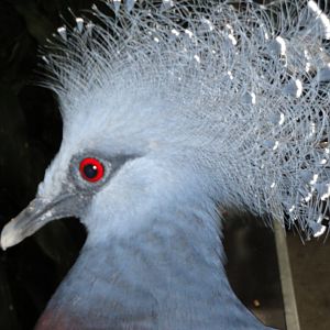 Tropical Rainforest - Victoria Crowned Pigeon