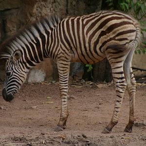 baby zebra