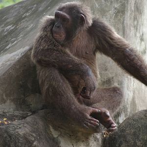 chimpanzee