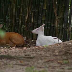 albino muntjac