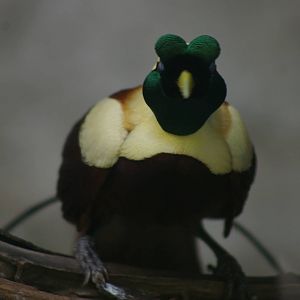 male red bird-of-paradise (Paradisaea rubra)