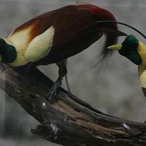 male red birds-of-paradise (Paradisaea rubra)