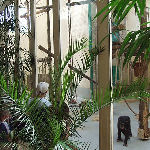 Chimpanzee indoor exhibit
