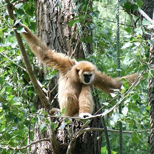 Gibbon exhibit