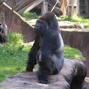 Silverback Gorilla