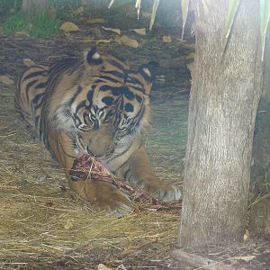 Sumartran Tiger