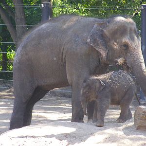 Baby Elephant - Mali