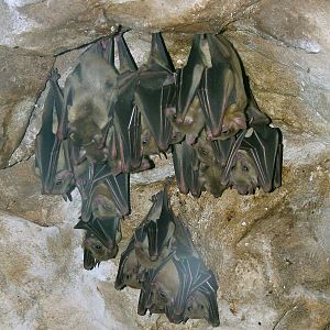 Egyptian Fruit Bats