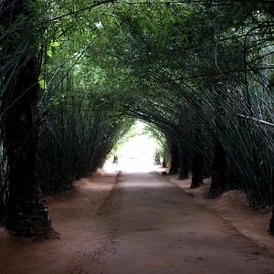 Nahampoana - Bamboo tunnel