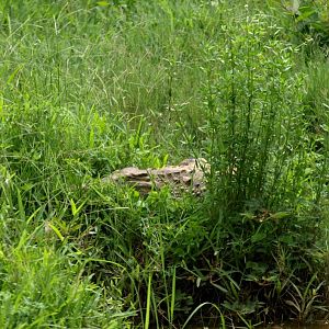 Nahampoana - Nile crocodile