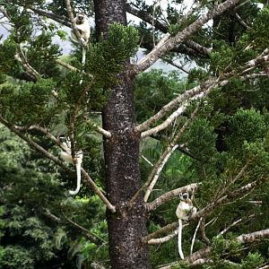 Nahampoana - Verreaux's sifakas