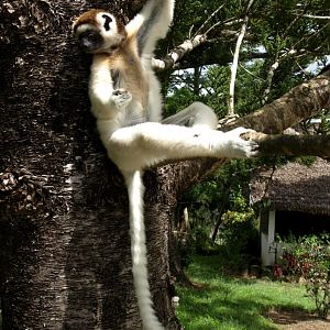 Nahampoana - Verreaux's sifaka