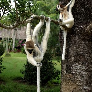 Nahampoana - Verreaux's sifakas