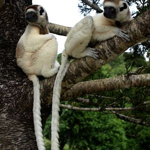 Nahampoana - Verreaux's sifakas