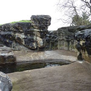 Harbour Seal/California Sea Lion Exhibit