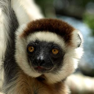 Nahampoana - Verreaux's sifaka