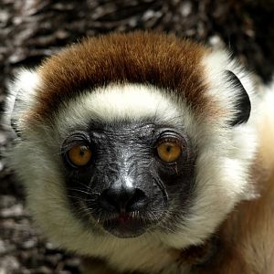 Nahampoana - Verreaux's sifaka