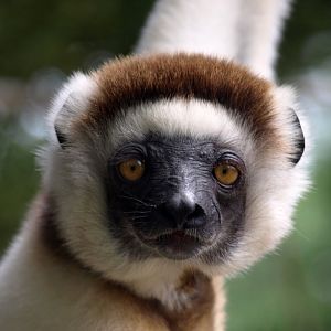 Nahampoana - Verreaux's sifaka