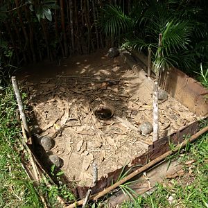 Nahampoana - Tortoise nursery