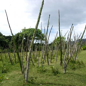 Nahampoana - Spiny forest