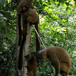 Nahampoana - Collared brown lemurs