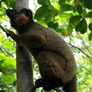 Nahampoana - Collared brown lemur