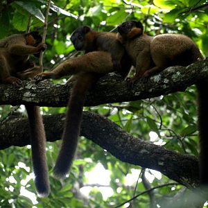 Nahampoana - Collared brown lemurs