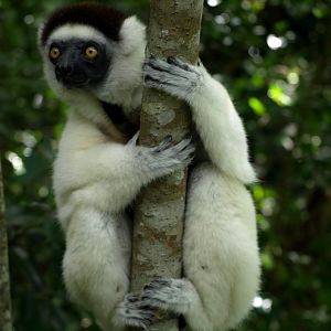 Nahampoana - Verreaux's sifaka