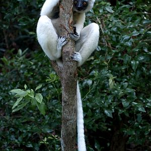 Nahampoana - Verreaux's sifaka