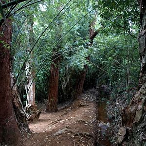 Nahampoana - Bamboo swamp