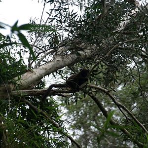 Nahampoana - Bamboo lemur