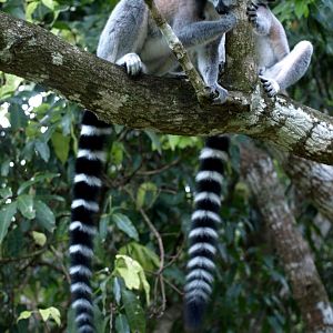 Nahampoana - Ring-tailed lemurs
