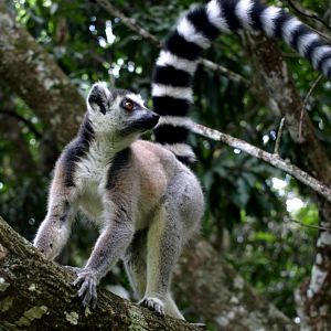 Nahampoana - Ring-tailed lemur