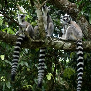 Nahampoana - Ring-tailed lemurs