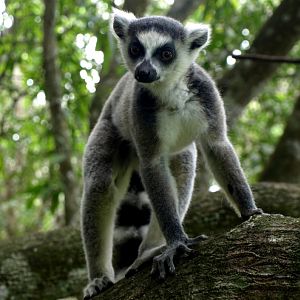 Nahampoana - Ring-tailed lemur