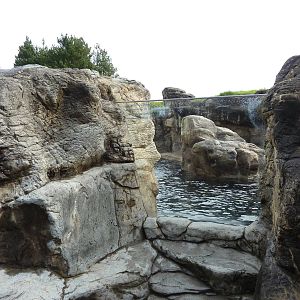 Harbour Seal/California Sea Lion Exhibit