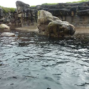 Harbour Seal/California Sea Lion Exhibit