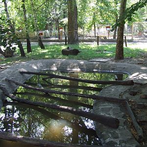 Oriental Small-clawed Otter enclosure