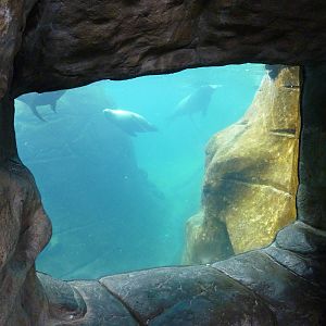 Harbour Seal/California Sea Lion Exhibit