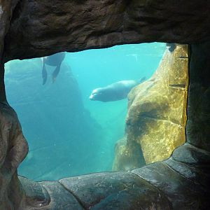 Harbour Seal/California Sea Lion Exhibit