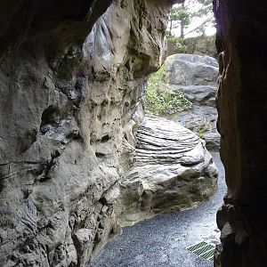 Harbour Seal/California Sea Lion Exhibit - Cave