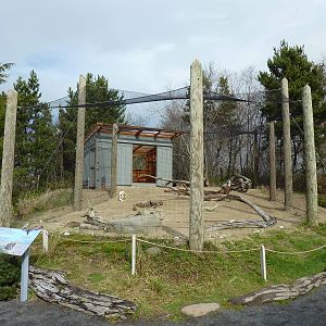 Turkey Vulture Exhibit