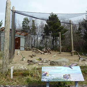 Turkey Vulture Exhibit